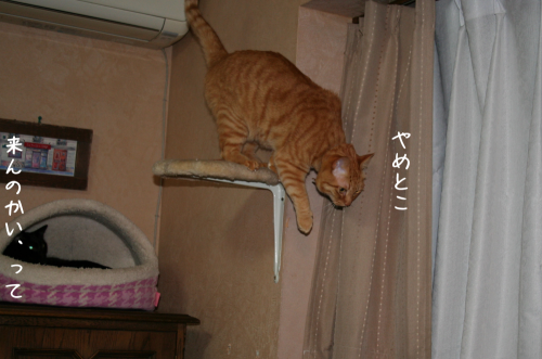 a0216583_11363219.png