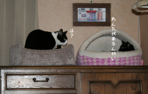 a0216583_11364447.png