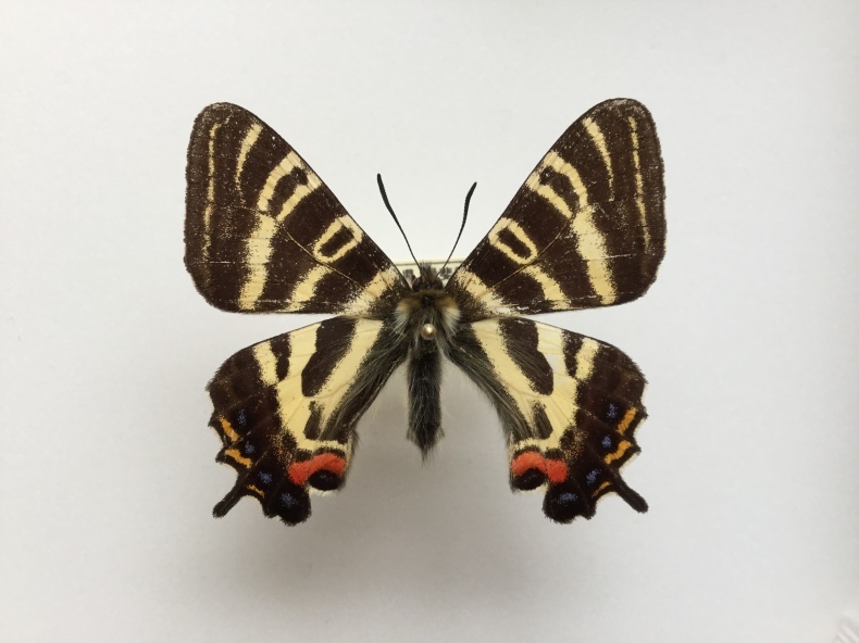 【イエロテール】ギフチョウ（1メス、新潟県） イエロテール】ギフチョウ（1メス、新潟県）