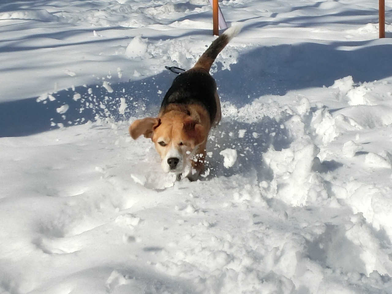 クラウス家が被った雪害_a0319693_813879.jpg