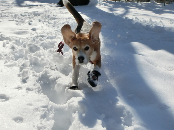 クラウス家が被った雪害_a0319693_822597.jpg