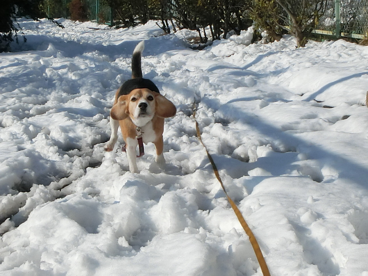 クラウス家が被った雪害_a0319693_844124.jpg