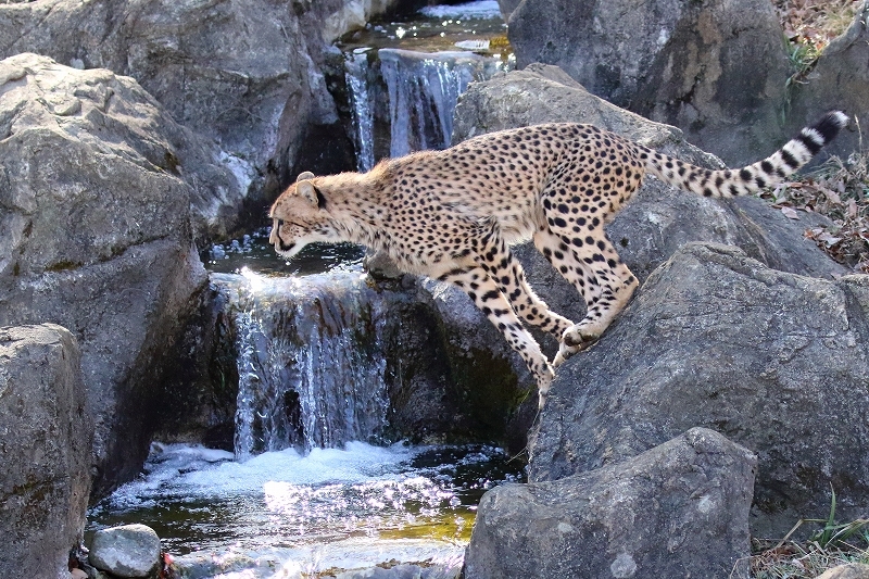 ネコ好きにはたまりません 本年初公開 チーター3兄弟の躍動 多摩動物園 旅プラスの日記 ネコ好きにはたまりません 本年初公開 チーター3兄弟の躍動 多摩動物園 旅プラスの日記