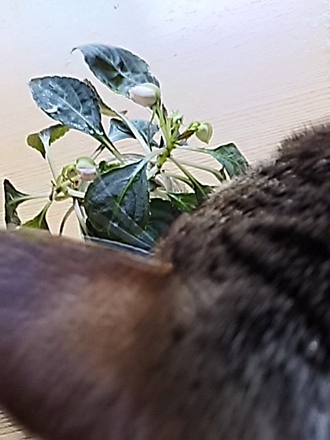 f0316507_10341671.jpg