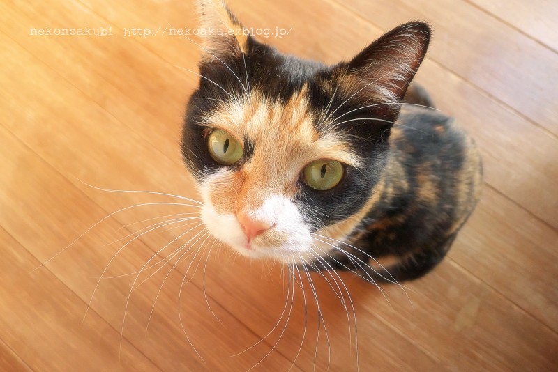 猫髭ラッキーデー ねこのあくび 猫髭ラッキーデー ねこのあくび