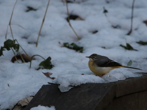 残雪に蹲るキセキレイ　　　ＨＴＮ_d0346713_20180184.jpg