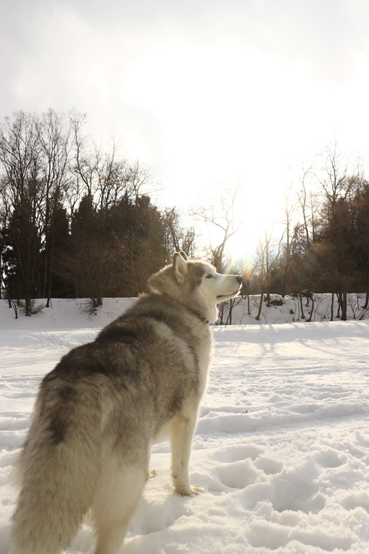 白馬で雪遊び_b0207615_22122382.jpg