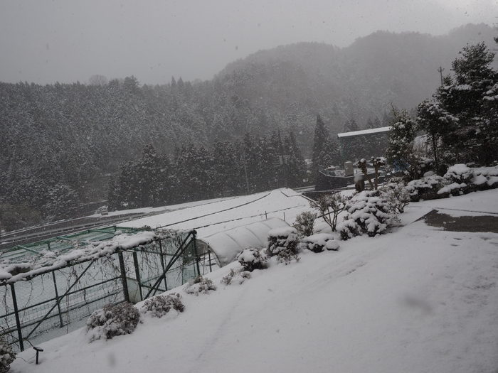 また、雪が降った_c0116915_22423994.jpg