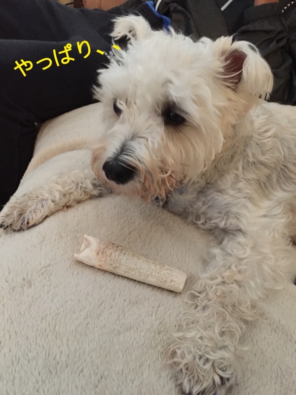 b0385125_10554532.jpeg