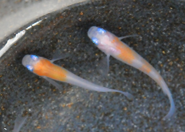 e0097534_1555741.jpg