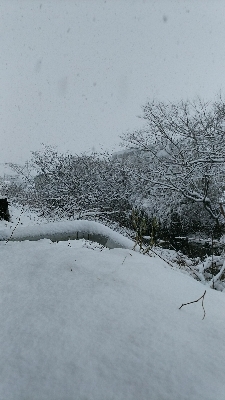 1/25(木)  大寒波(*_*;_a0272042_12443071.jpg
