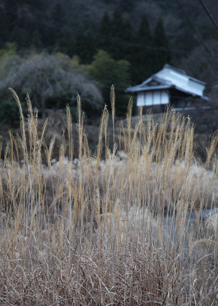 宇陀市　室生の里　枯尾花_c0108146_20050723.jpg