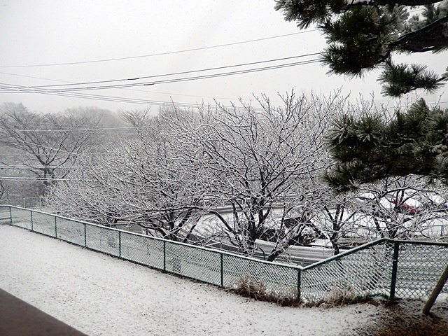 　　　　　　　　　　　　　　　　　　記録的な大雪　1月22日_d0075453_11502405.jpg