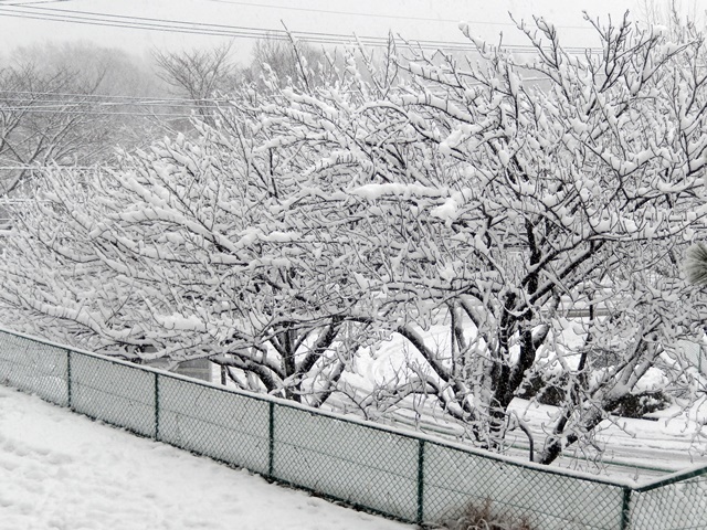 　　　　　　　　　　　　　　　　　　記録的な大雪　1月22日_d0075453_11511644.jpg