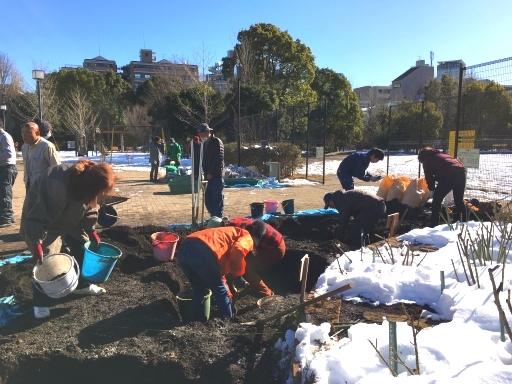 1月25日駒場野公園バラ花壇改修作業_a0094959_22290838.jpg