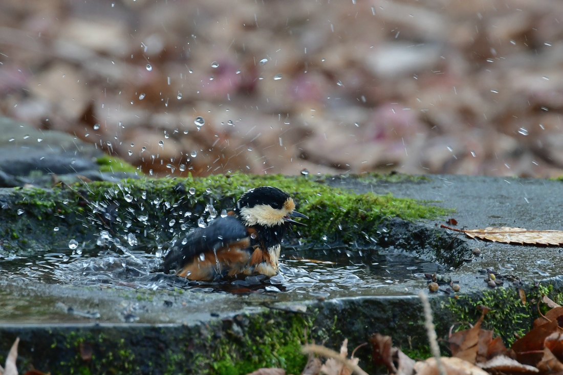 水浴び ジョウビタキのお嬢さん ヤマガラ ルリビタキ_f0053272_22515256.jpg