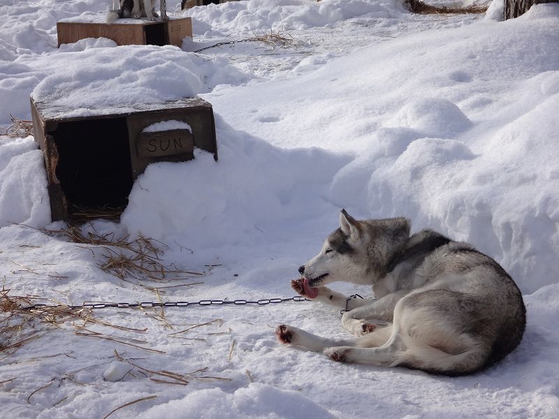 北海道犬ぞりツアーを体験 ハスキーがやってきた
