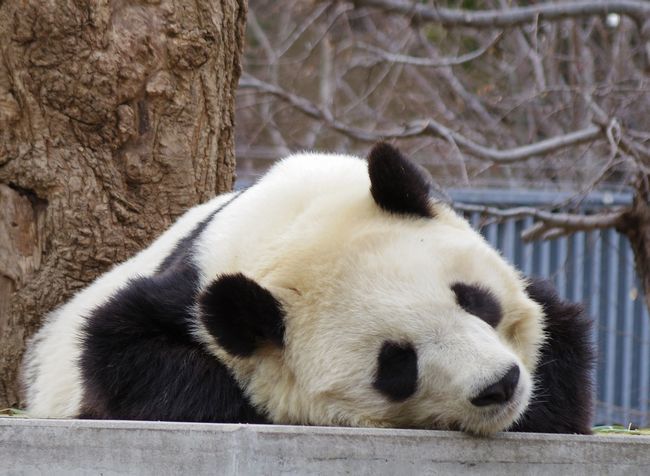 インドネシアの至宝コモドオオトカゲとインドネシアの動物 日本の動物園 水族館ランキング18 黄金絹毛鼠 コガネキヌゲネズミ インドネシアの至宝コモドオオトカゲとインドネシアの動物 日本の動物園 水族館ランキング18 黄金絹毛鼠 コガネキヌゲネズミ