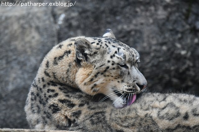 ２０１７年１２月　多摩動物公園　その１　フクちゃん初めまして_a0052986_7342060.jpg