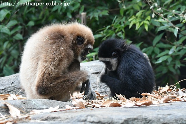 ２０１７年１２月　多摩動物公園　その１　フクちゃん初めまして_a0052986_7422584.jpg