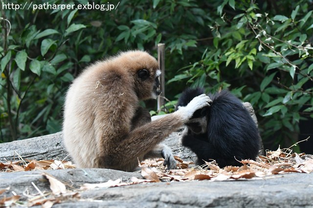 ２０１７年１２月　多摩動物公園　その１　フクちゃん初めまして_a0052986_7431987.jpg