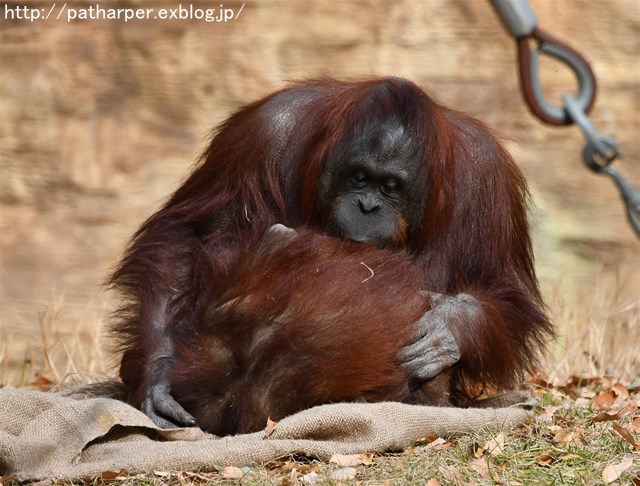 ２０１７年１２月　多摩動物公園　その１　フクちゃん初めまして_a0052986_7515841.jpg