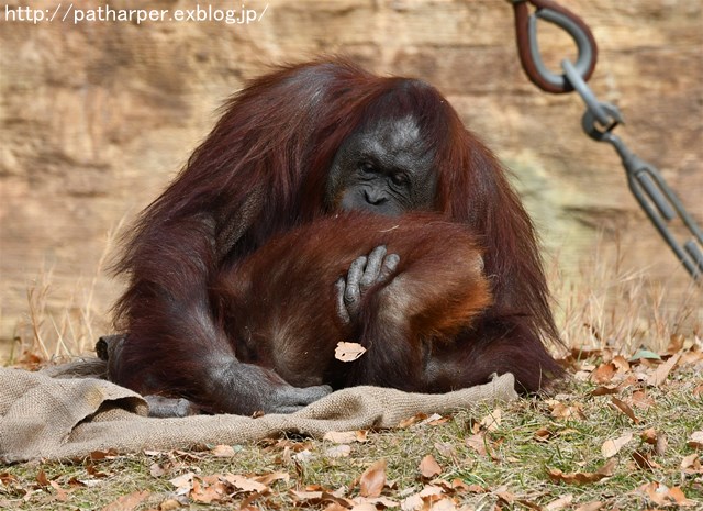 ２０１７年１２月　多摩動物公園　その１　フクちゃん初めまして_a0052986_7521584.jpg