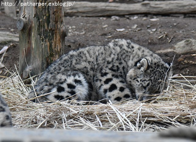 ２０１７年１２月　多摩動物公園　その１　フクちゃん初めまして_a0052986_7583319.jpg