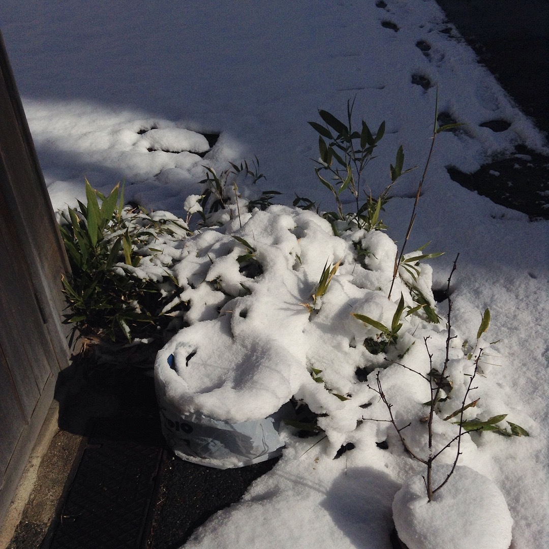 つかの間の雪国気分_a0334793_11004239.jpg