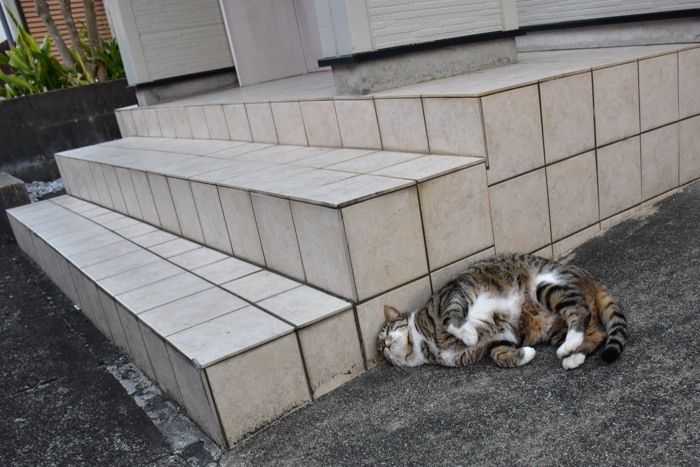 ジロちゃんとふれあう朝　(^o^)_c0049299_22112705.jpg