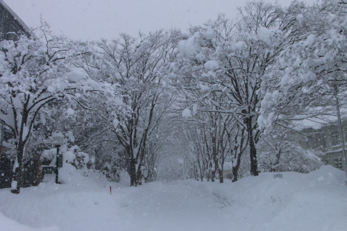 米沢キャンパスの雪景色：2018.1.26　昼下がり・２_c0075701_21151399.jpg