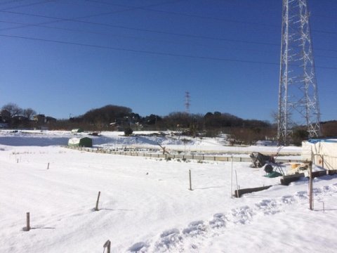 e0270403_20393521.jpg