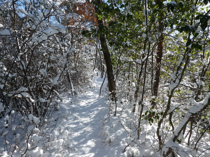 雪の権現山 （芥見）(316.5M) 　登頂 編_d0170615_20235557.jpg