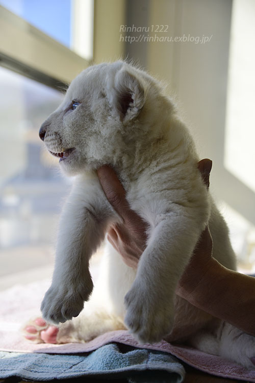 2018.1.7 東北サファリパーク☆ホワイトライオンのひふみたん<その3>【White lion baby】_f0250322_2156992.jpg