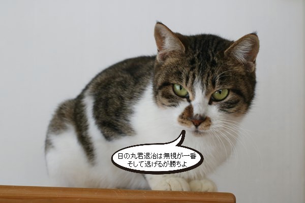 めげない保護猫さん_e0151545_20583903.jpg