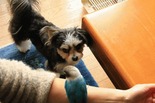 c0145250_10330981.gif