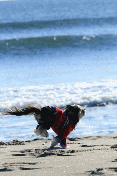 c0145250_10461965.gif