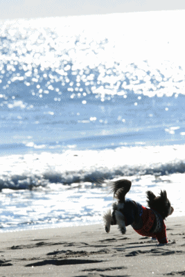 c0145250_10462924.gif
