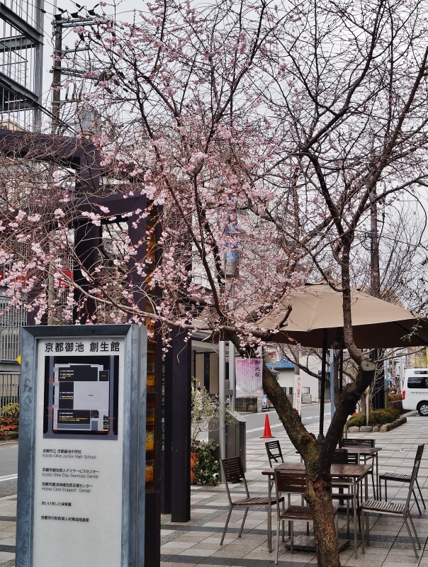 御池桜　～大寒波到来のおり、桜が負けずに咲いています～　_b0063958_16554889.jpg