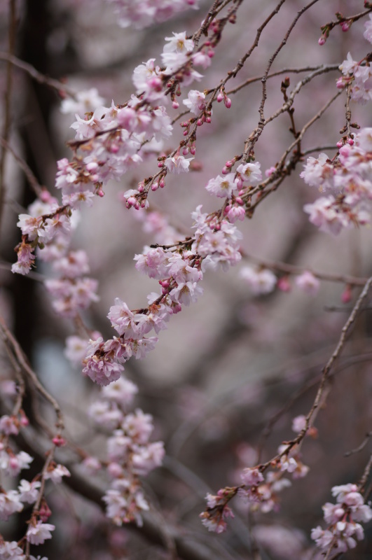 御池桜 ~大寒波到来のおり、桜が負けずに咲いています~ _b0063958_16584318.jpg