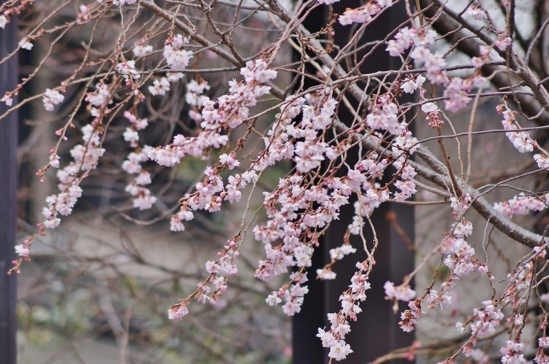 御池桜　～大寒波到来のおり、桜が負けずに咲いています～　_b0063958_17002151.jpg