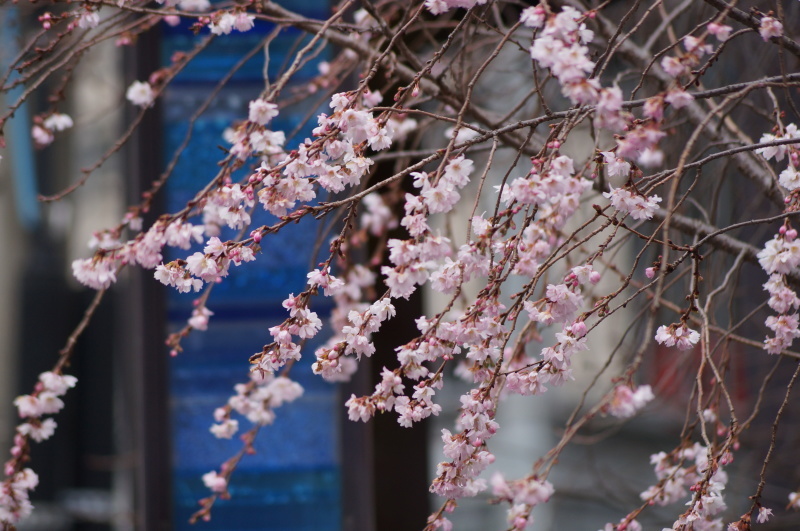 御池桜　～大寒波到来のおり、桜が負けずに咲いています～　_b0063958_17013959.jpg