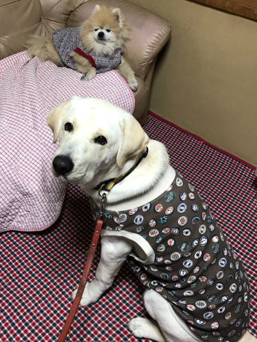 d0351381_12514159.jpeg