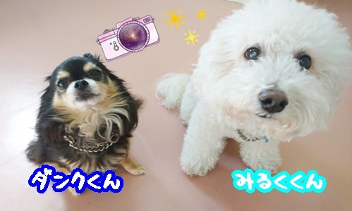 今日のお泊りわんこ!_f0357682_12300943.jpg