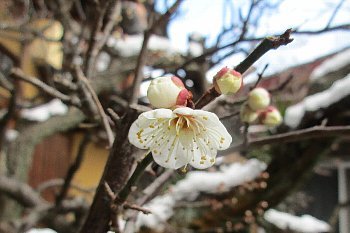 １月２５日「梅は咲いた」_f0003283_08091444.jpg