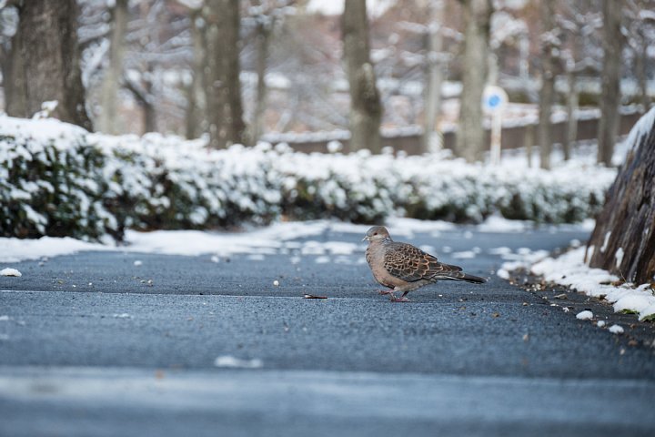 朝日に輝く雪の公園_d0353489_1121297.jpg