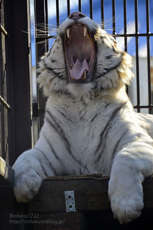 2018.1.6 宇都宮動物園☆ホワイトタイガーのアース王子<前編>【White tiger】_f0250322_15363444.jpg