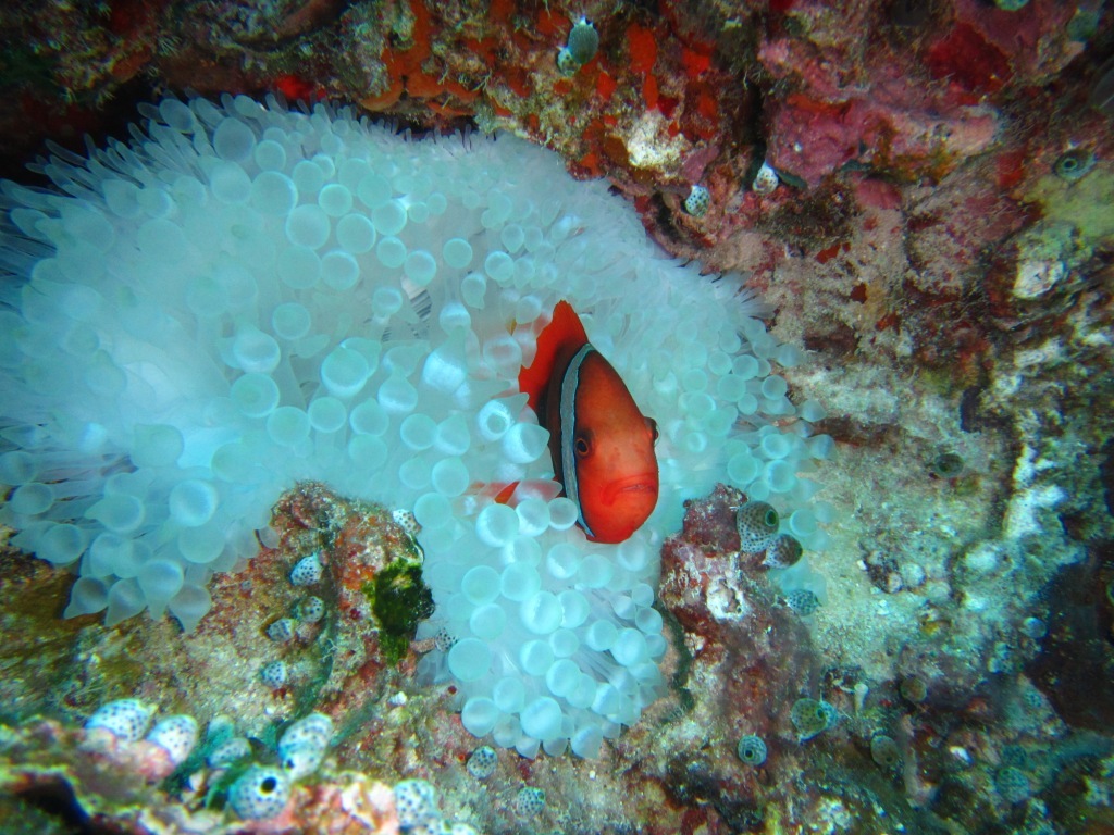DIVE & RUN !!_a0189838_20214761.jpg