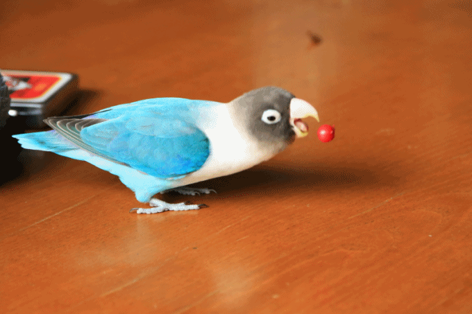 c0145250_10315581.gif