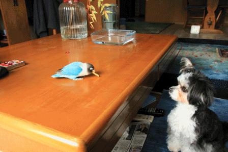 c0145250_10320711.gif